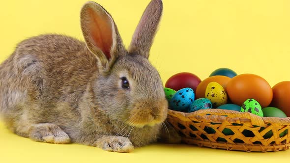 Little Fluffy Brown Affectionate Domestic Rabbit Sitting on a Pastel Yellow Background with a Wicker