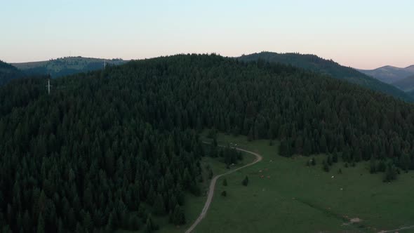 Aerial approach over grazing cows in mountain at sunset