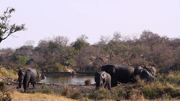 African bush elephant in Kruger National park, South Africa