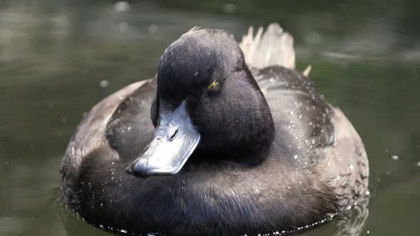 Close Up Of A New Zealand Scaup (Black Teal) Floating On Water Surface, static shot