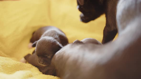 2 week old Japanese Chin, Chihuahua puppies with their mum