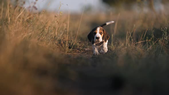 Happy Beagle Puppy Running to Camera