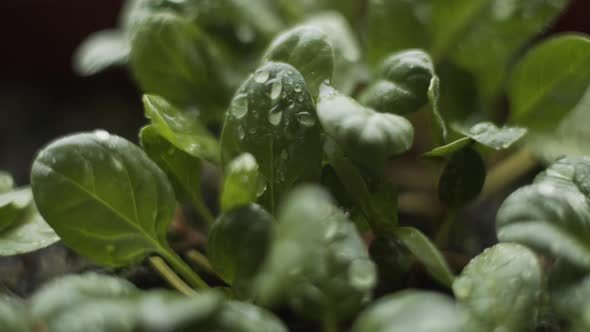 Macro Spraying water on spinach leaves from spray bottle. Watering organic greens. Plant care garden