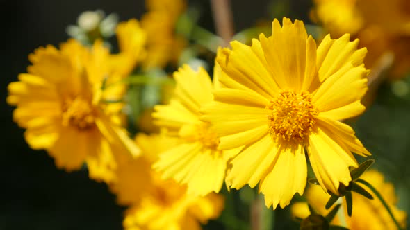 Coreopsis auriculata yellow  sunflower family in the garden 4K 2160p 30fps UltraHD footage - Mouse-e