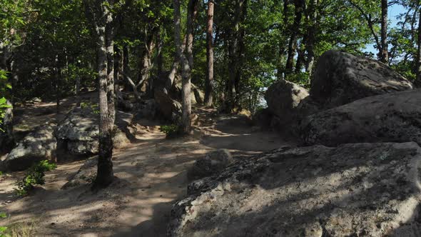 Forest trails on a sunny day.