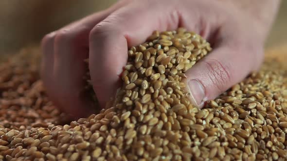 Man Showing Golden Wheat Grain to Buyer, Selling Crops, High Quality Eco Product