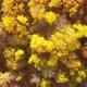 Autumn Nature - VideoHive Item for Sale