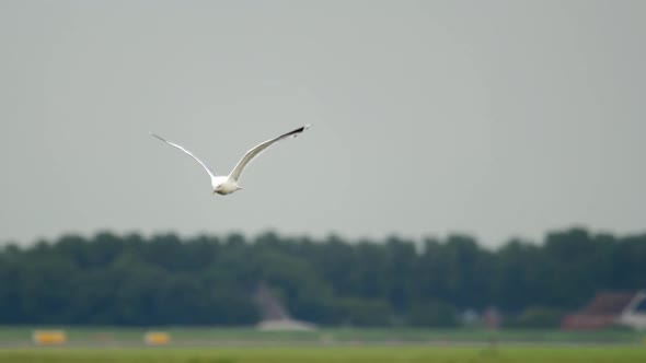 Seagull Is in Flight Over an Airport