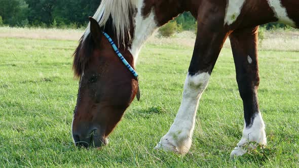 Beautiful White Brown Horse