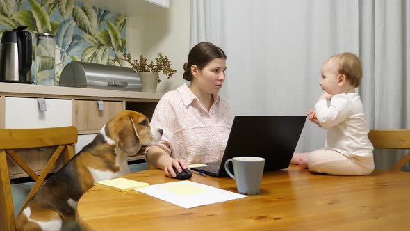 Young mother trying to work on her laptop, baby and dog distracting her