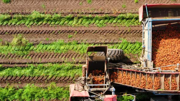 Carrot Harvest in Farm Land.