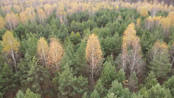 Trees in the Autumn Forest in the Afternoon