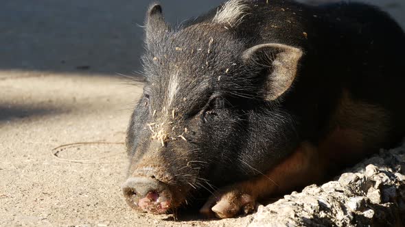 Close up from a pig resting on the street in the sun