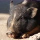 Close up from a pig resting on the street in the sun - VideoHive Item for Sale