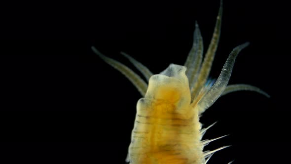 Worm Polychaeta Hypania Invalida Under a Microscope Family Ampharetidae