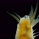 Worm Polychaeta Hypania Invalida Under a Microscope Family Ampharetidae - VideoHive Item for Sale