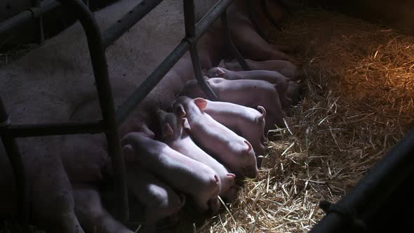 Piglets Drink Milk. Young Pigs in Agricultural Farm