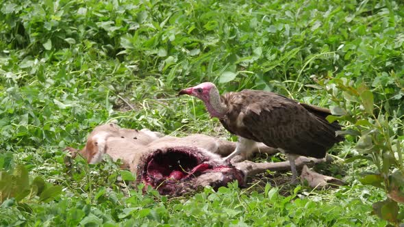 Hooded Vulture eating from a carcass 
