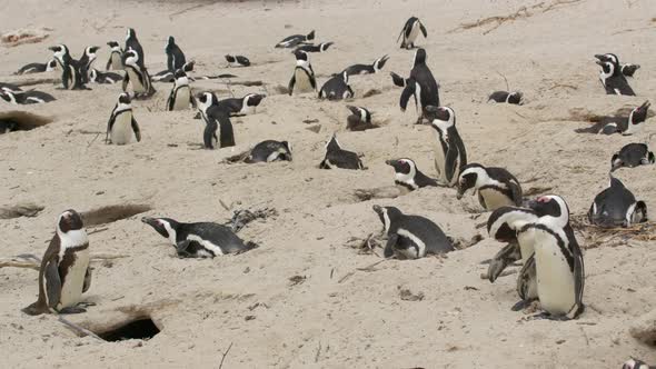 African Penguin Spheniscus Demersus Also Known As the Jackass Penguin and Blackfooted Penguin