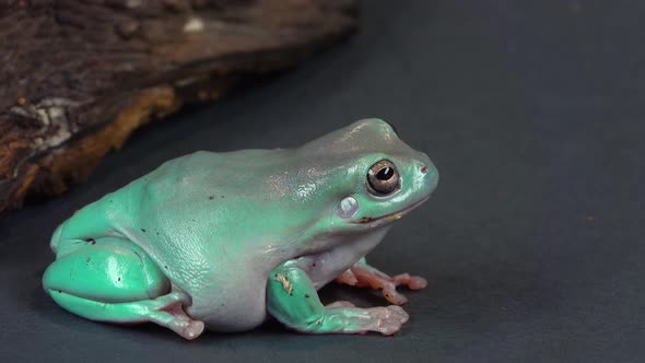 Australian Green Tree Frog Sitting Near Wooden Snag in Black Background. Close Up