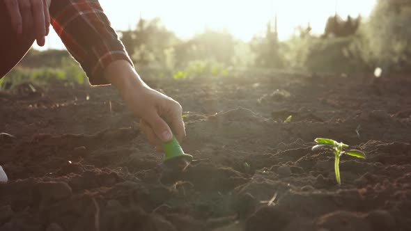 The Farmer Raises The Ground Soil With A Shovel For The Garden. The Farmer Works In The Ground Soil