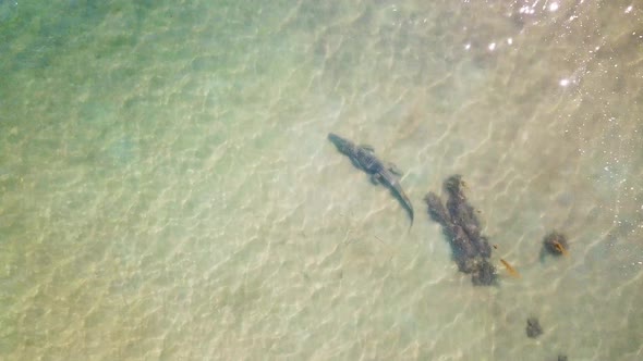 Straight down stationary drone shot of large saltwater crocodile moving stealthy under the surface i