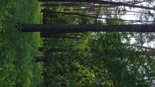 Vertical Video of a Forest with Pine Trees