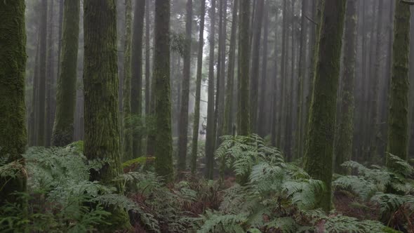 Misty Forest in Sao Miguel Island Azores Portugal