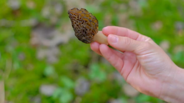 The Girl Holds Morchella Conica in Her Hand