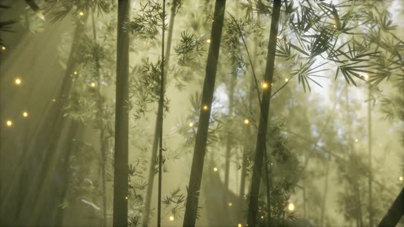 Asian Bamboo Forest with Morning Fog Weather