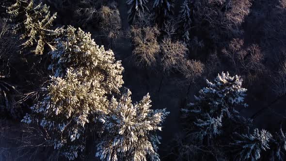 Beautiful scenic aerial birdseye view of a winter forest in sunny winter day, trees covered with fre