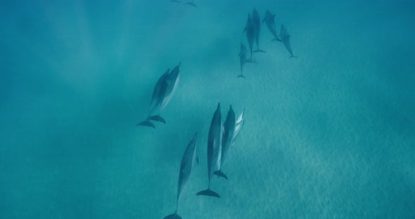 A pod of dolphins swimming together in blue ocean