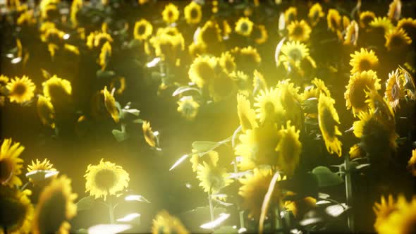 Sunflowers Blooming in Late Summer