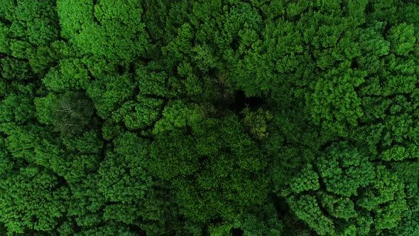 Wild and Windy Forest