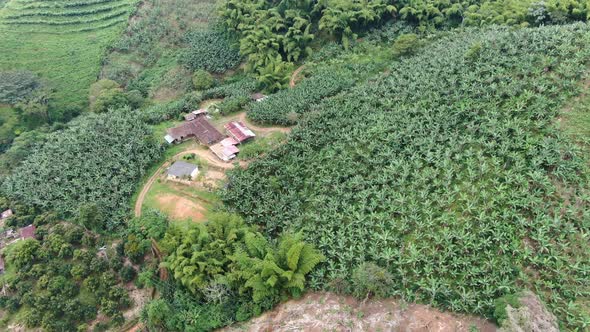 Farm with banana plantations