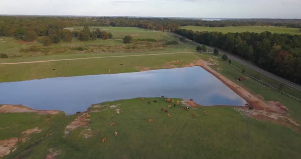 Drone shot of cows near a pond at the farm