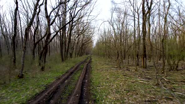 Forest in early spring