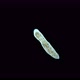Worm Porfirievia Sp. Under the Microscope. Families Protomonotresidae, Endemic - VideoHive Item for Sale