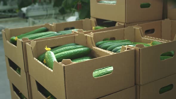 A Farmer Loader Puts Cucumbers in a Cardboard Box