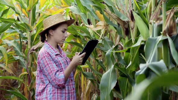 Farmer or an agronomist inspect a field of corn cobs. The concept of agricultural business