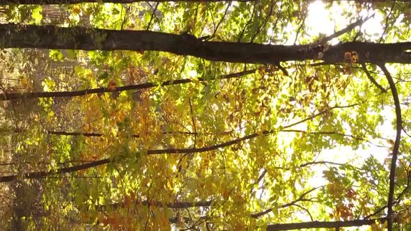 Vertical Video of Trees in the Forest in Autumn