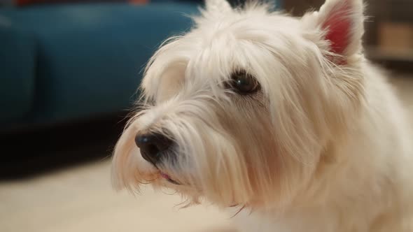 West Highland White Terrier Closeup Small Dog Portrait