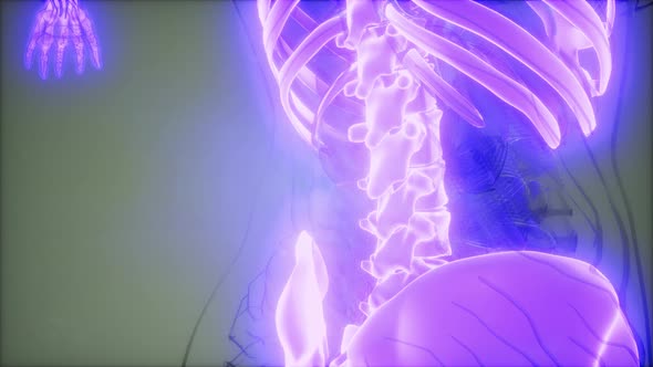 Transparent Human Body with Visible Bones alt