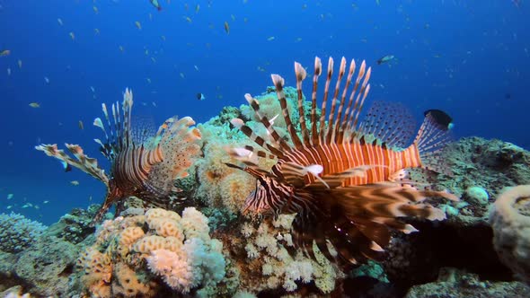 Underwater Lionfish Tropical Coral Reef