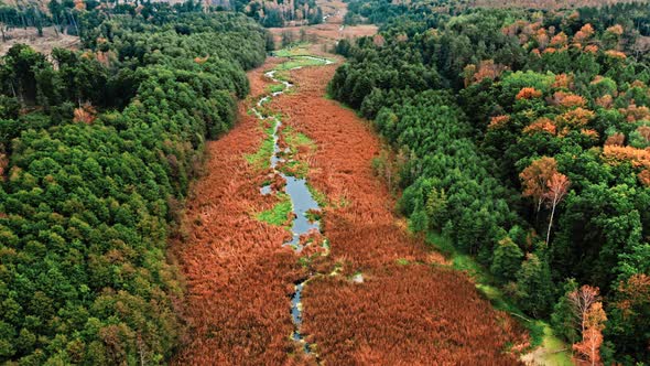 Aerial view of swamp in autumn, Poland