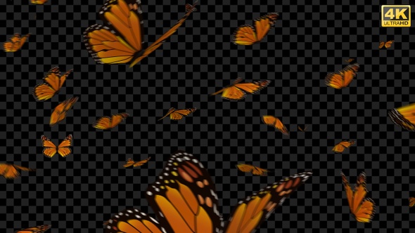 Butterfly Background alt