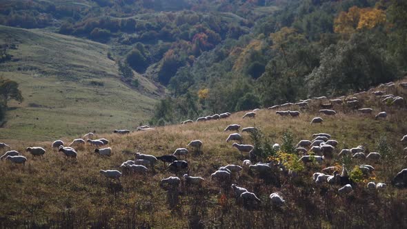 Lot Of Sheeps Grazing On The Mountains