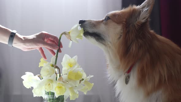 Corgi Dog Sitting Near The Vase Of Flowers 3
