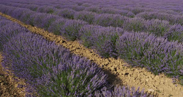 Field of lavenders, occitanie, France