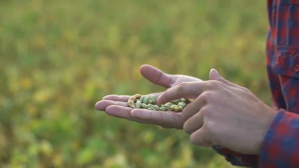 Male Farmer Agronomist Examining Soybean Plants in Cultivated Field